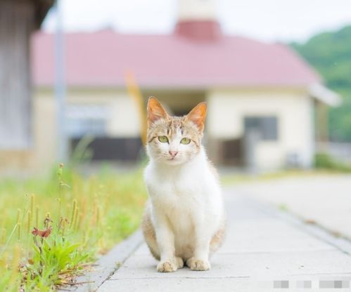 家猫一旦被丢弃,30 的猫咪会在半年内死亡,让人心疼