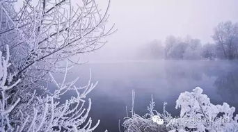 今日小雪,一盏热茶越冬,些许温暖入心