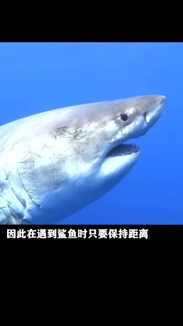 现实中的鲨鱼,真的会吃人吗 别再被影视剧误导了 