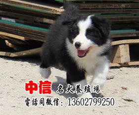 图 广东最大的养狗基地 优良传统 品质至上 边境牧羊犬 东莞宠物狗 东莞列表网 