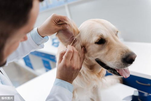 你知道吗 养成给狗狗定期健康检查的好习惯,可以减少疾病发生