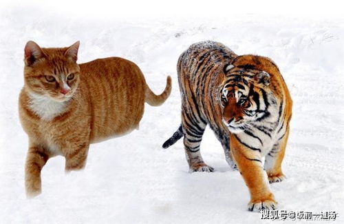 如果猫和老虎一样大,世界将会怎样