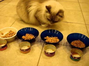 猫咪补营养怎么做,为什么说猫咪营养均衡很重要