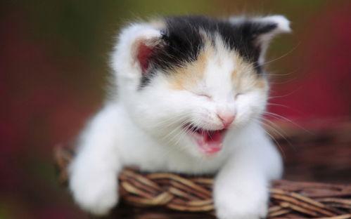 9 种方法,缓解猫咪见兽医时的压力