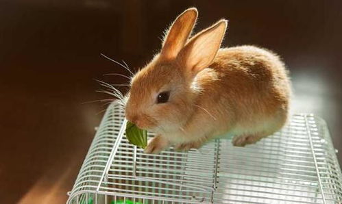 饲养宠物兔时,要注意对兔笼进行定期的清洁与消毒