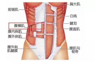 马甲线和人鱼线的区别是什么