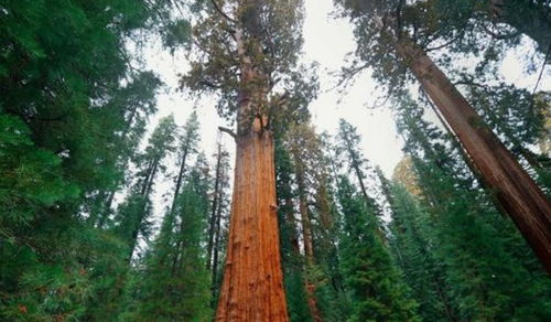 全世界最大的巨叶树,身高达到83.8米,体重2800吨,存活近3200年