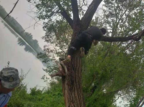 夜鹭受伤被困树上,世园公园和救助站开展救助接力
