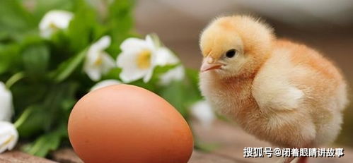 熟鸡蛋返生孵化小鸡,一场闹剧的背后,有类似实验获搞笑诺贝尔奖