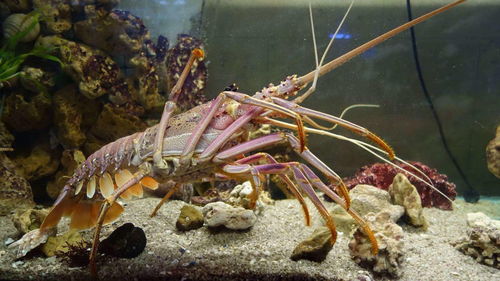 龙虾的秘密 美洲龙虾越捕越多 龙虾如何把原来的天敌,变成猎物