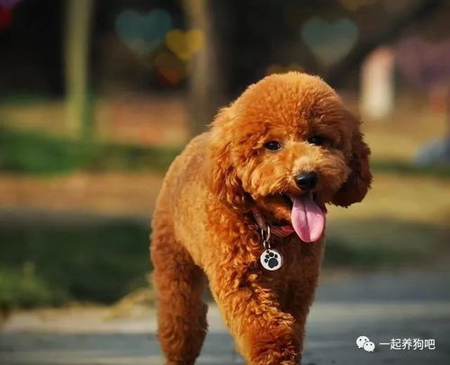 泰迪犬取名讲究多,请不要 触碰 这些禁忌 看看你踩雷没