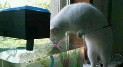 为了偷吃鱼缸里的金鱼,猫咪居然学会用网捞鱼 吃货的力量真可怕