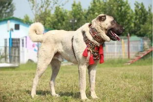 宠闻 世界上最凶猛的犬,土耳其国犬 坎高犬