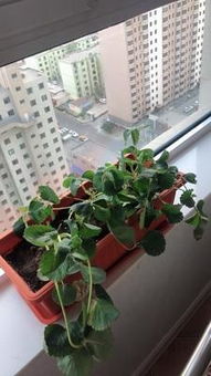 应季庭院 阳台 草莓无公害栽培技术