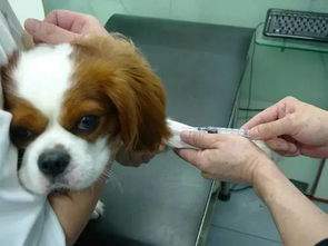 狗狗应该先疫苗还是先驱虫你是不是一直都弄反了 