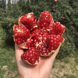 软籽石榴很受大家喜爱,但北方地区却少有种植,果农说 种不了