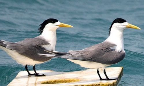 西沙群岛上有哪些海鸟 