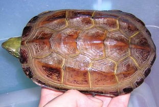 中华草龟冬眠怎么布置？