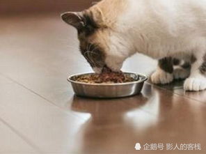 养宠分享 猫咪受伤了营养补充,猫咪受伤营养养护经验 