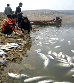 在水库钓鱼是否会造成污染