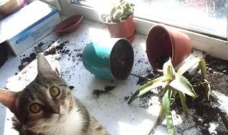 听说猫和盆栽不能共存 这几种 毁花小能手 你见过没有