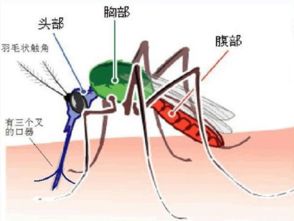 灭蚊子最有效的方法，灭蚊子最有效的方法有哪些
