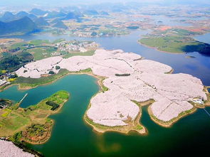 2020平坝农场樱花园 旅游攻略 门票 地址 问答 游记点评,安顺旅游旅游景点推荐 去哪儿攻略 