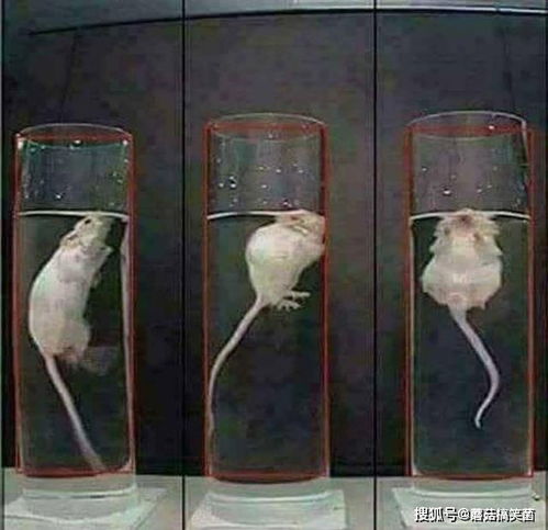 邪恶的动物实验 一位博士把老鼠扔进水桶,看能活多久不死