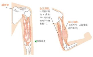 胳膊肌肉名称 搜狗图片搜索