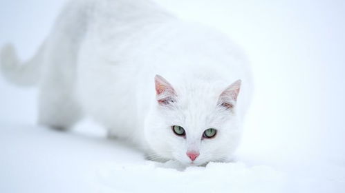 猫,人类最神秘的宠物,人类与猫的千年情缘