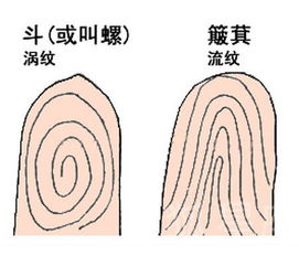 罗氏风水 指纹里所蕴含的运势玄机 