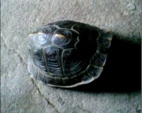 老乡捡到一个野生山龟,想请专家看看是什么龟,价格多少