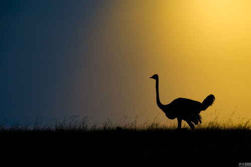 澳摄影师深入非洲六年 拍摄绝美动物剪影 