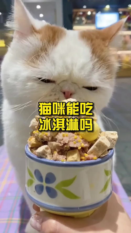 猫咪可以吃巧克力雪糕吗