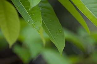 雨后绿叶