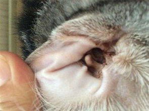 猫得耳螨的症状是什么,猫耳螨是什么样的 