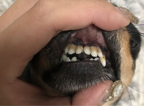 宠物牙结石只能拔牙吗 怎么给猫狗刷牙