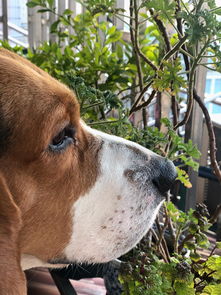 上海虹口区海伦新苑寻找一只公比格犬
