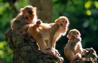 南澳岛上曾经有猴子 猴子们还发现了一种灵丹妙药