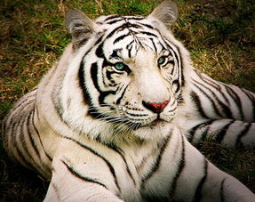 白化孟加拉虎,白化孟加拉虎图片
