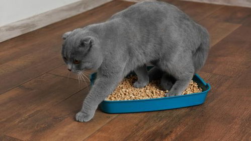 为啥现在养猫人都要给猫用猫砂不用不可以吗养猫可以不用猫砂吗，养猫一定要用猫砂吗
