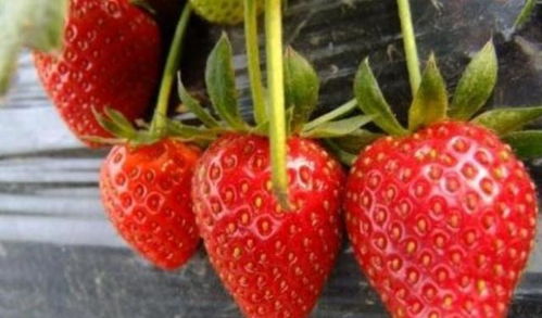 去采摘园摘草莓,怎么才能挑到好吃草莓 有些方法园主不会教你