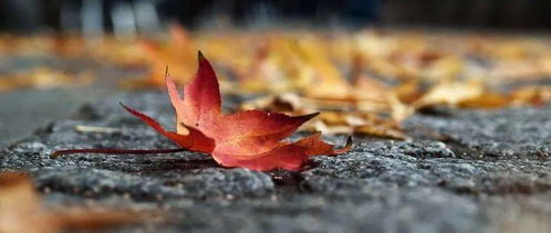 关于路边落下的秋叶的诗句