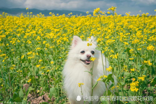 七年经验告诉你 带宠物旅行需要注意什么 含景区对宠物友好程度