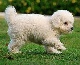 请问都有什么品种的白色中小型狗狗 