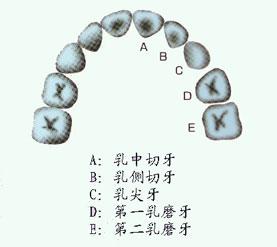 中切牙知识点