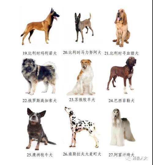 汉中市养犬管理条例将正式施行啦 各位 铲屎官 注意了