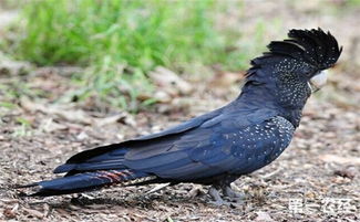 红尾黑凤头鹦鹉的外形特征是怎么样的？