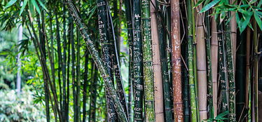 王维写的关于竹子的诗句是什么