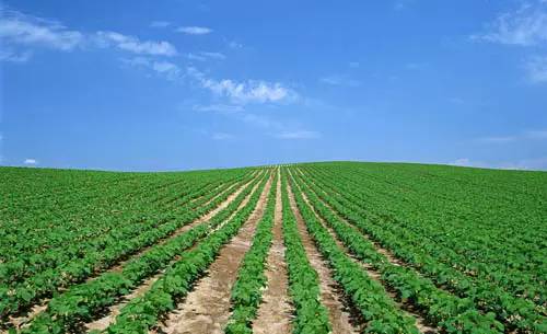 有机蔬菜生产基地要求及栽培管理技术,有机菜花种植技术